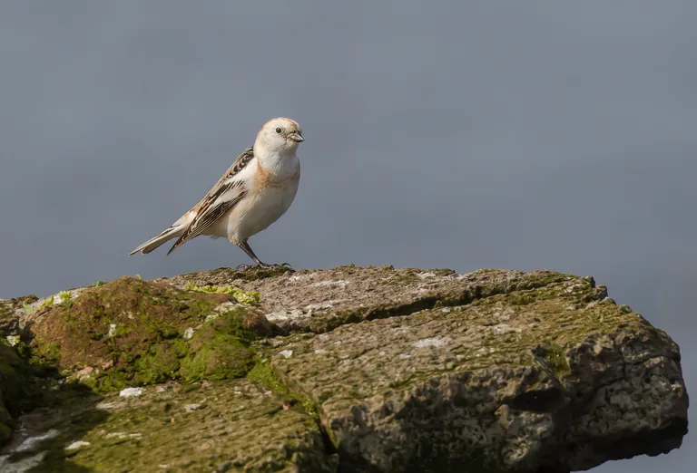 Snow Bunting