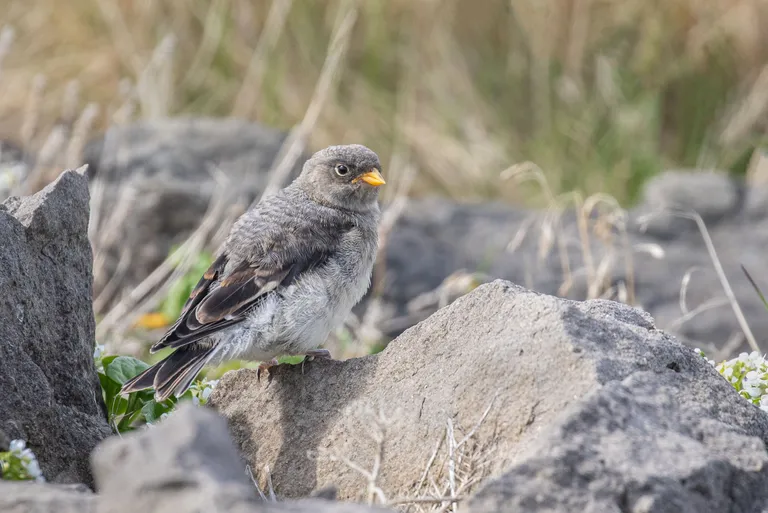 Snow Bunting, juvenile