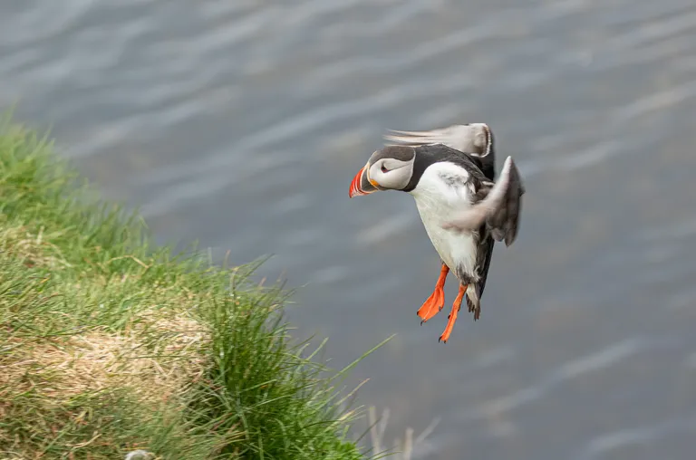 Atlantic Puffin