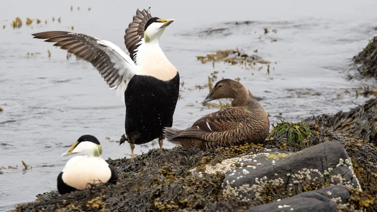 Common Eider