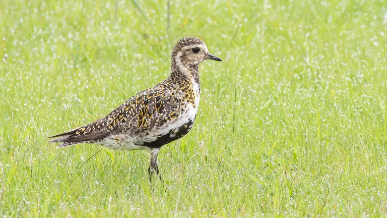 (European) Golden Plover