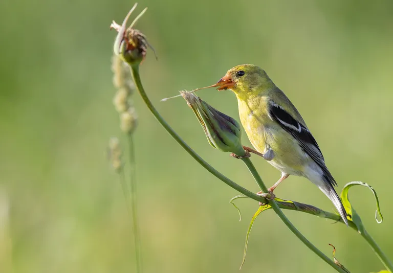 American Goldfinch
