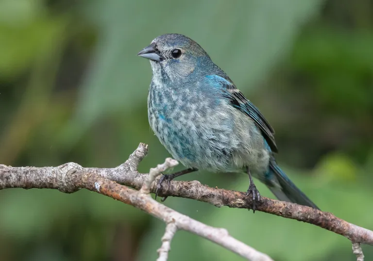 Indigo Bunting, immature male