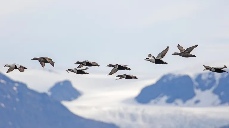 Common Eider