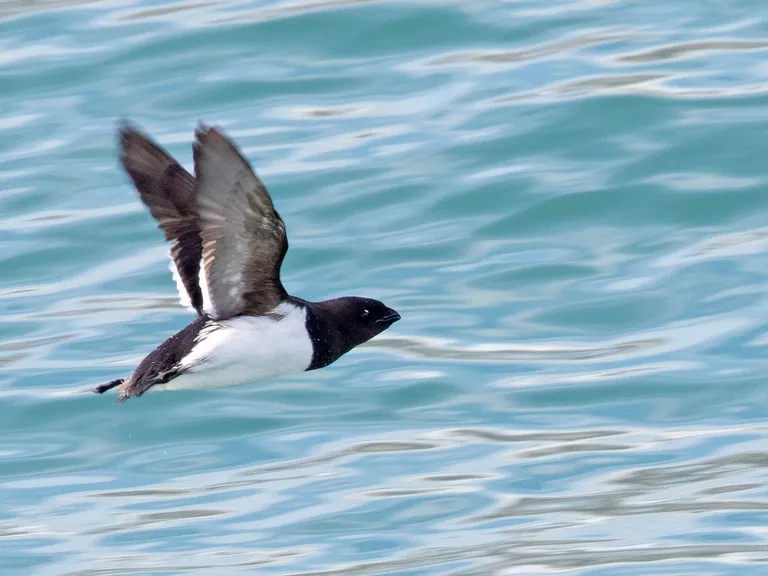 Dovekie / Little Auk