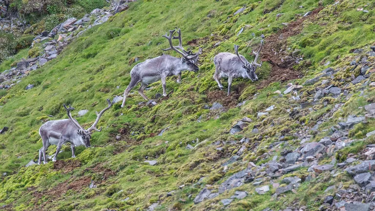 Reindeer (Caribou)