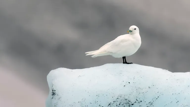 Ivory Gull