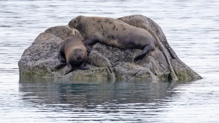 Walrus, female with young