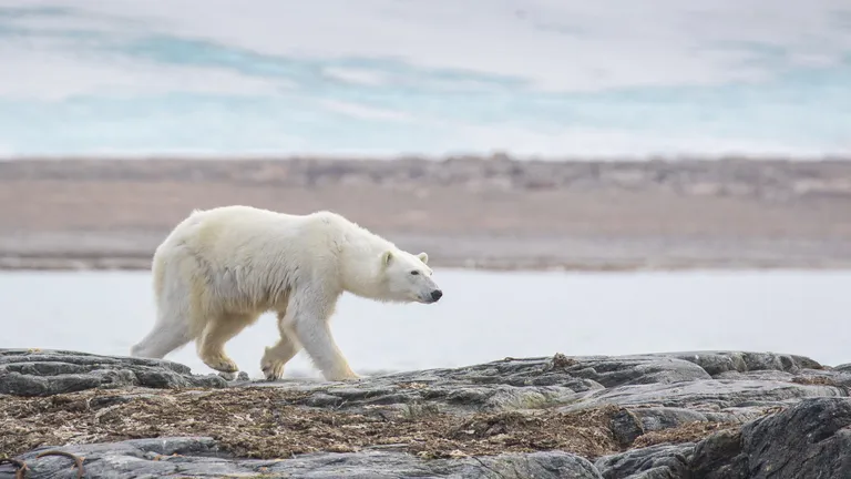 Polar Bear