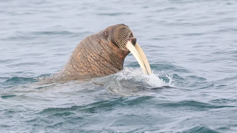 Walrus