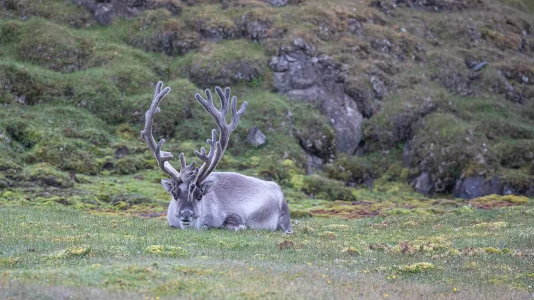 Reindeer (Caribou)