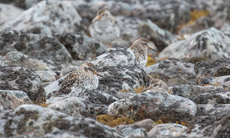 Purple Sandpiper