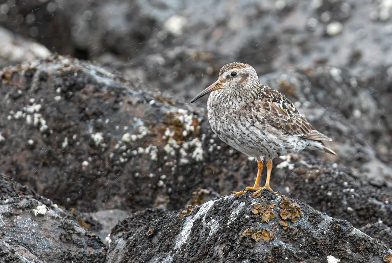 Purple Sandpiper
