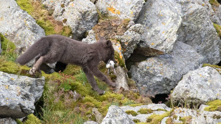 Arctic Fox, with Dovkie (Little Auk) prey