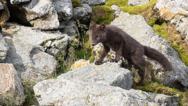 Arctic Fox, "Blue" phase