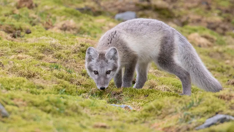 Arctic Fox