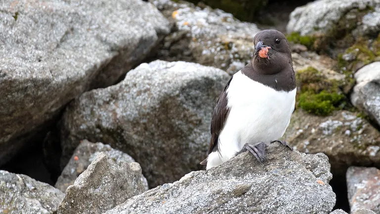 Dovekie / Little Auk
