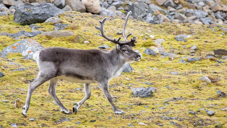 Reindeer (Caribou)