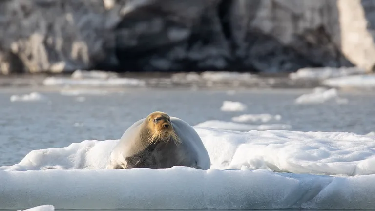 Bearded Seal
