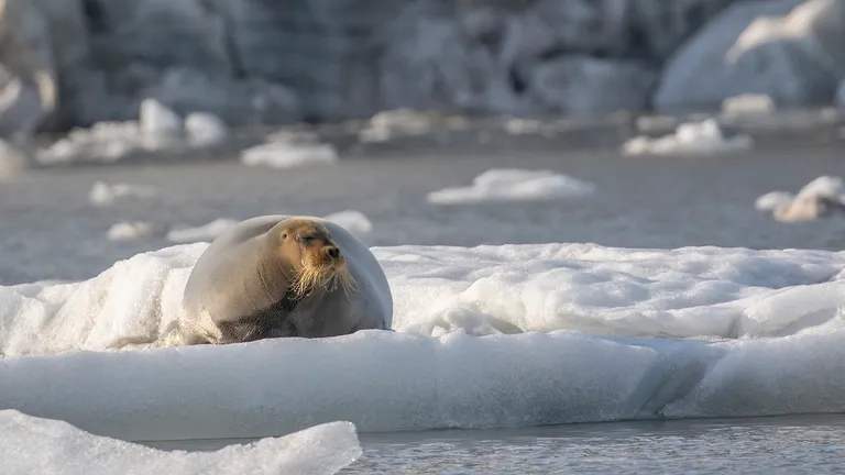 Bearded Seal
