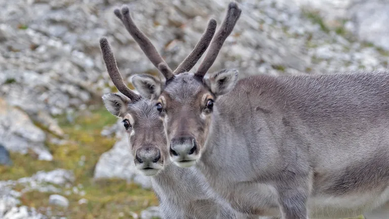 Reindeer (Caribou)