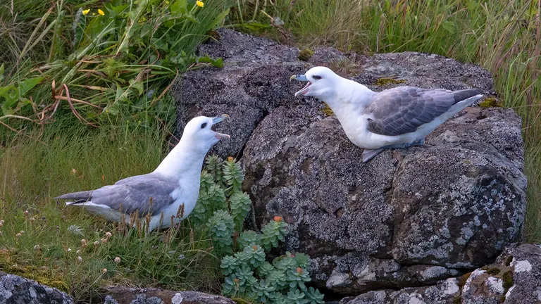 Northern Fulmar