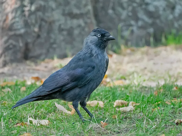 Jackdaw