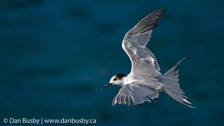 Common Tern