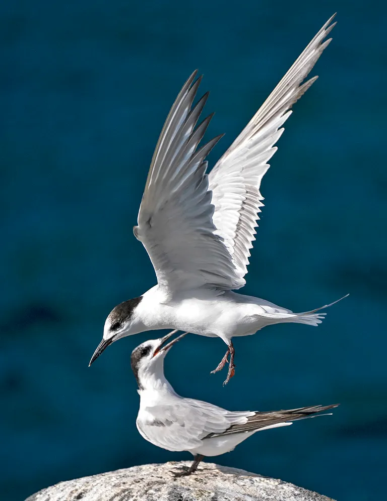 Common Tern