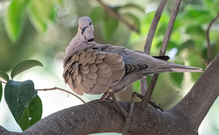 Collared Dove