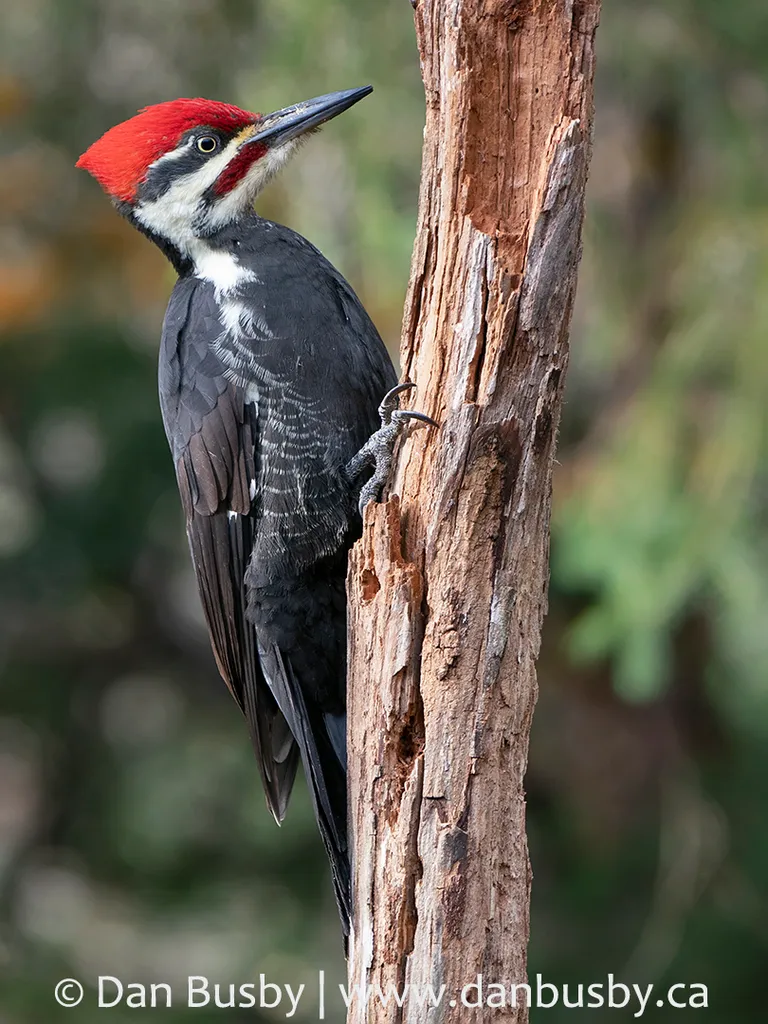 Pileated Woodpecker, male