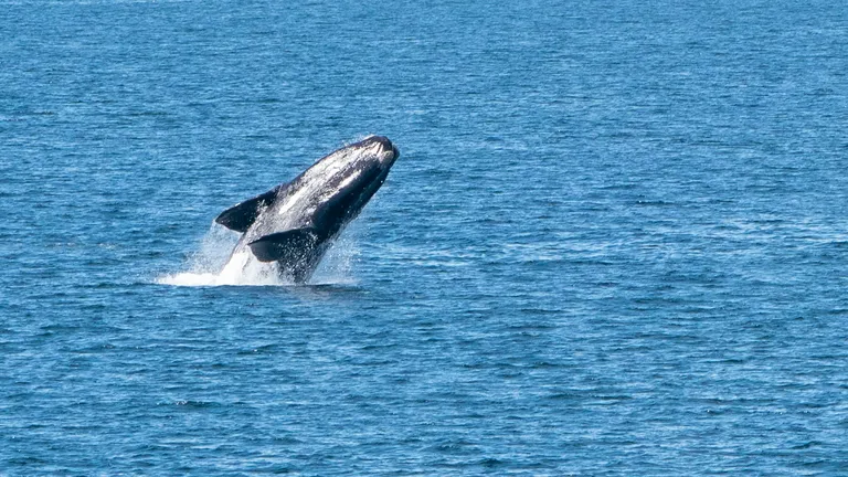 Southern Right Whale