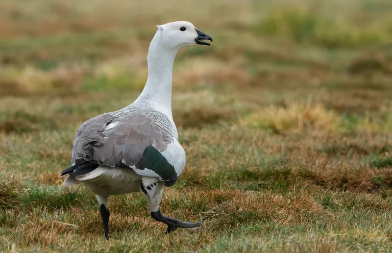 Upland Goose, male