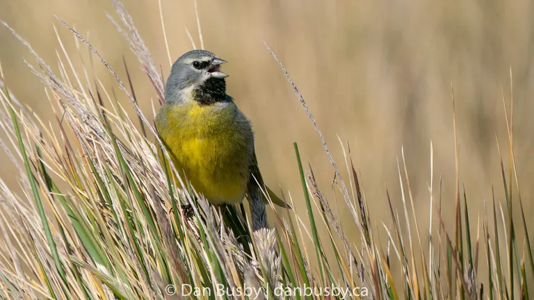 White-bridled Finch, Falkland Islands
