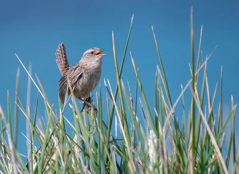 Falklands Grass Wren