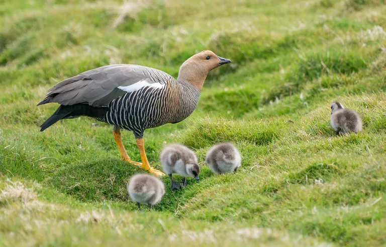 Upland Goose, female with chicks