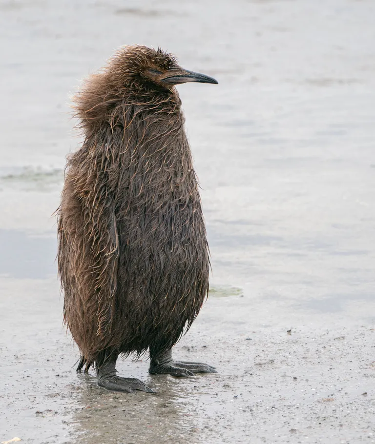 King Penguin, juvenile