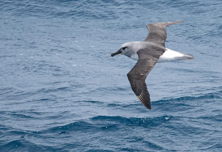 Gray-headed Albatross