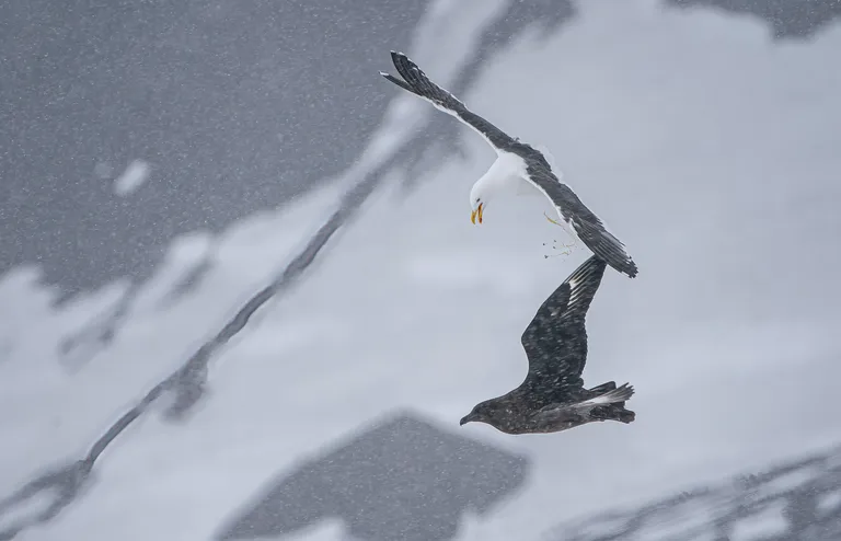 Kelp Gull attacking skua
