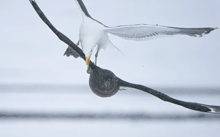 Kelp Gull attacking skua