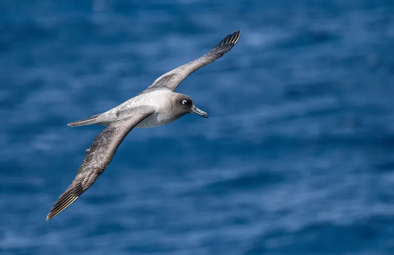 Light-mantled Albatross