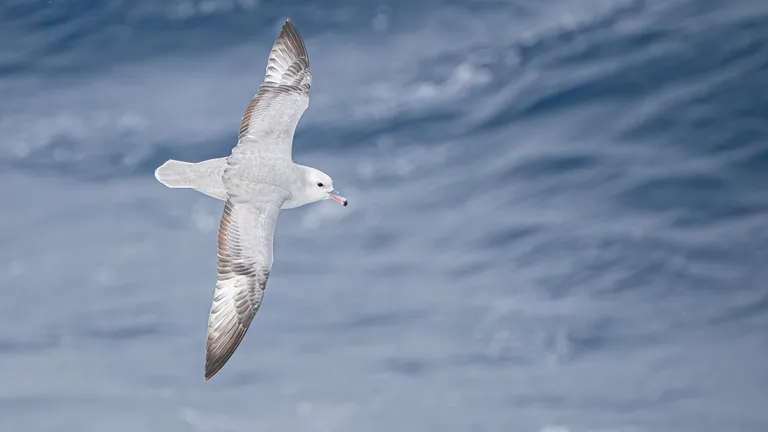 Southern Fulmar