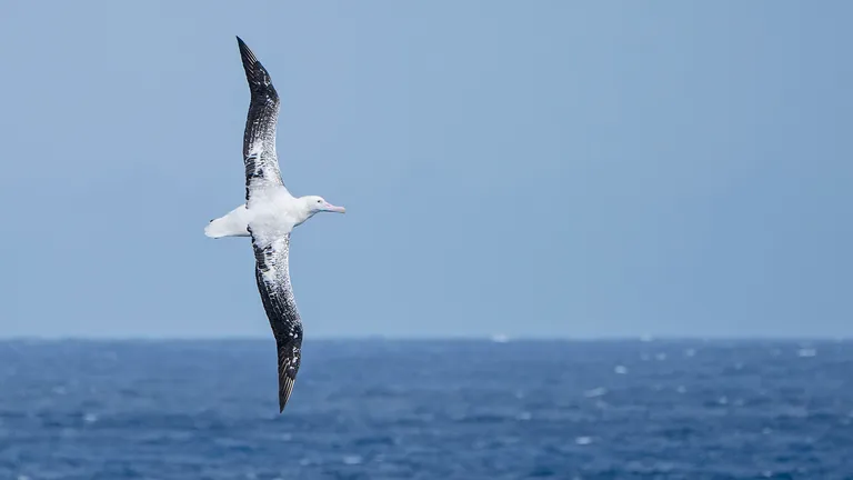 Wandering Albatross