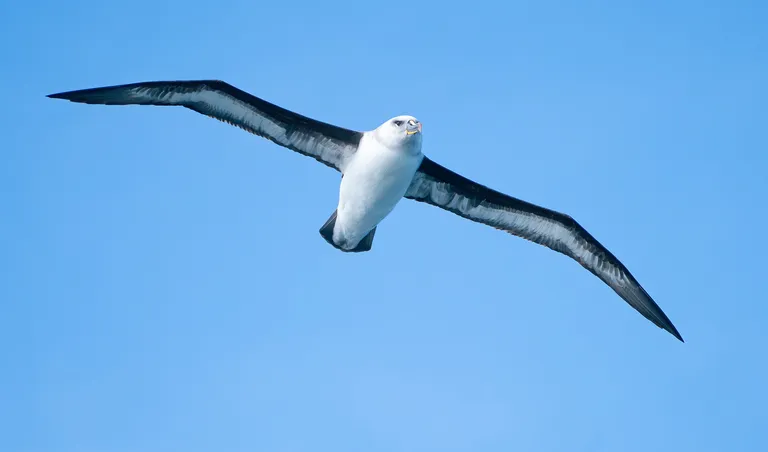 Gray-headed Albatross