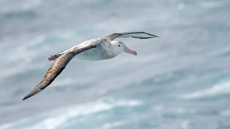 Wandering Albatross