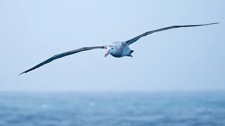 Wandering Albatross
