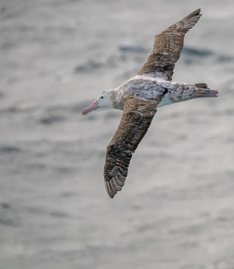 Wandering Albatross