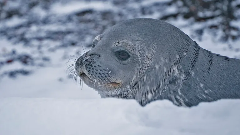 Weddell Seal