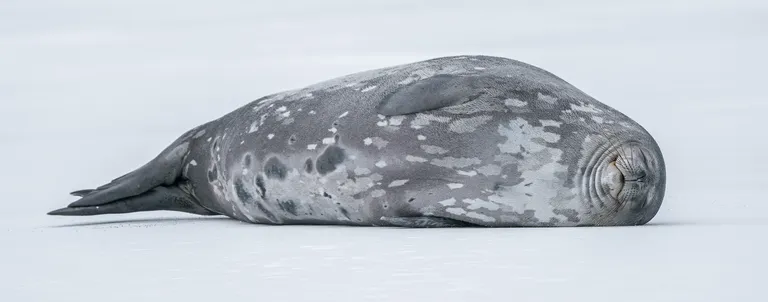 Weddell Seal