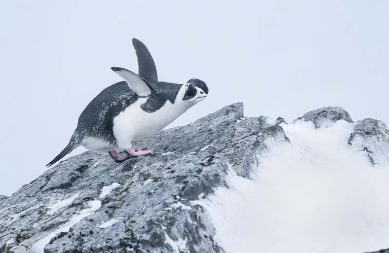 Chinstrap Penguin